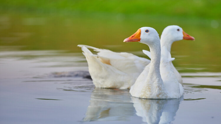 Two geese swim on pond