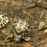 Radiated tortoise hatchlings