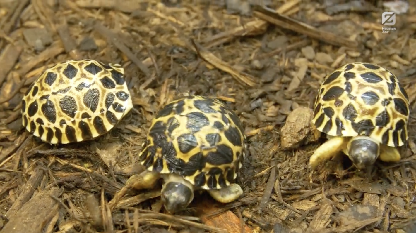Radiated tortoise hatchlings