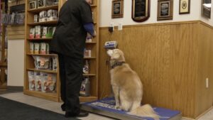 Dog stands on scale at vet