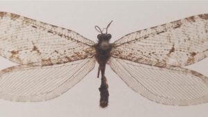 Giant lacewing found outside Walmart