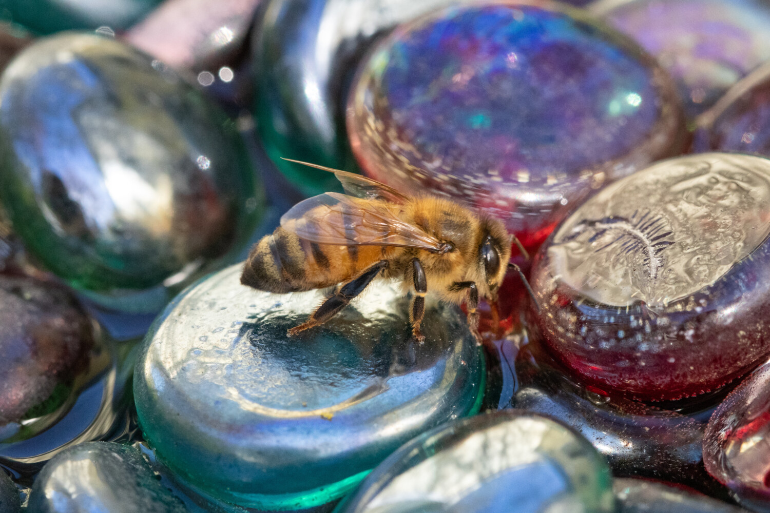 Bee drinks from pebble in bee bath