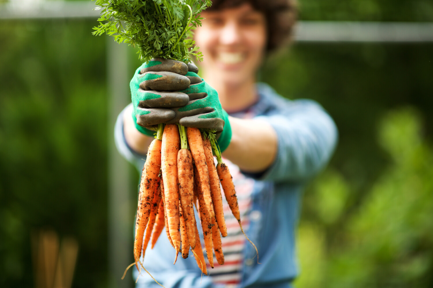 portrait gardener with bunch of carrots