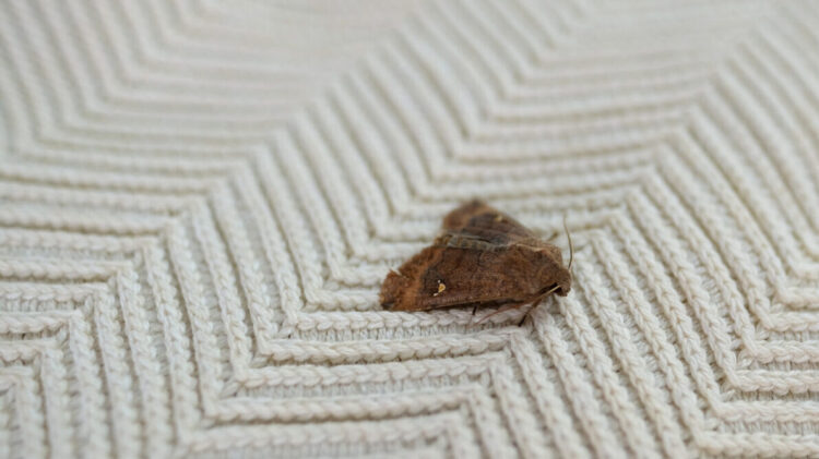 brown insect, Clothes moth