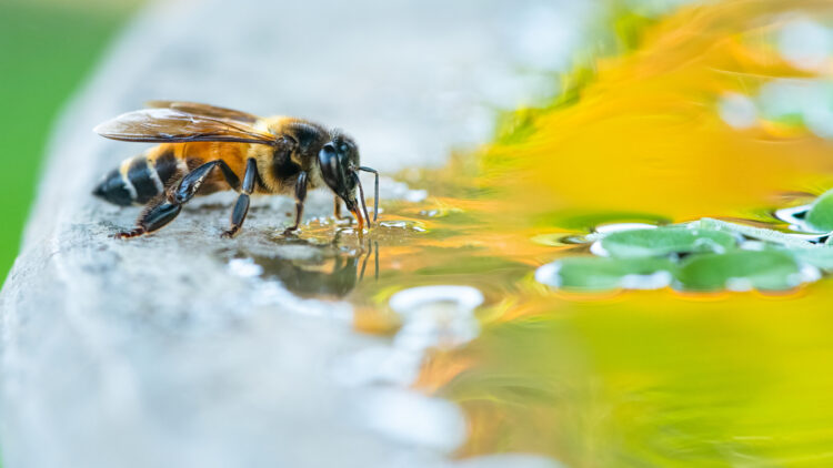 Bee drinks water from bee bath