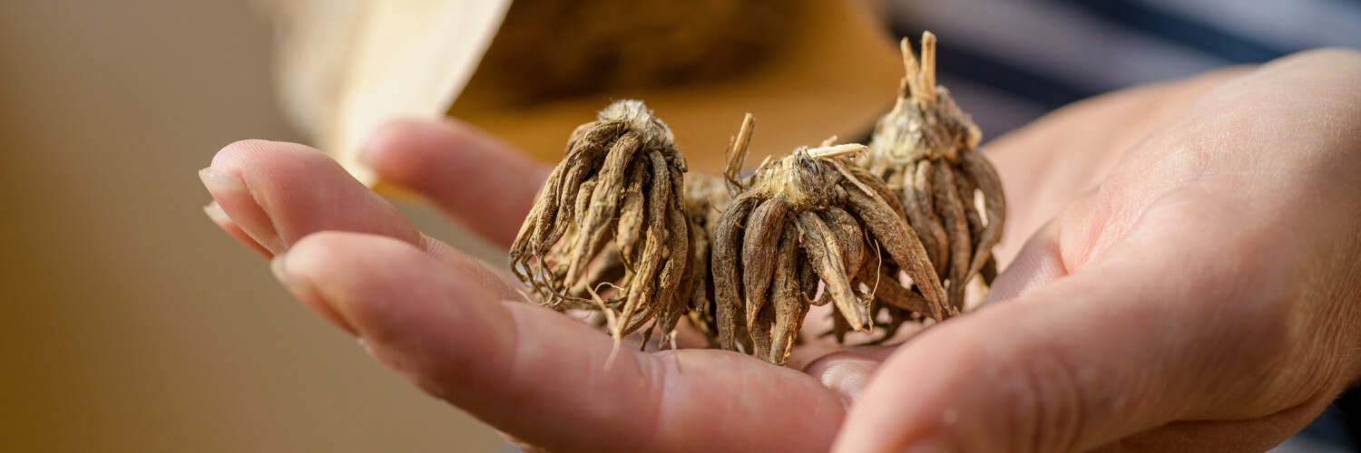 dry dormant ranunculus corms