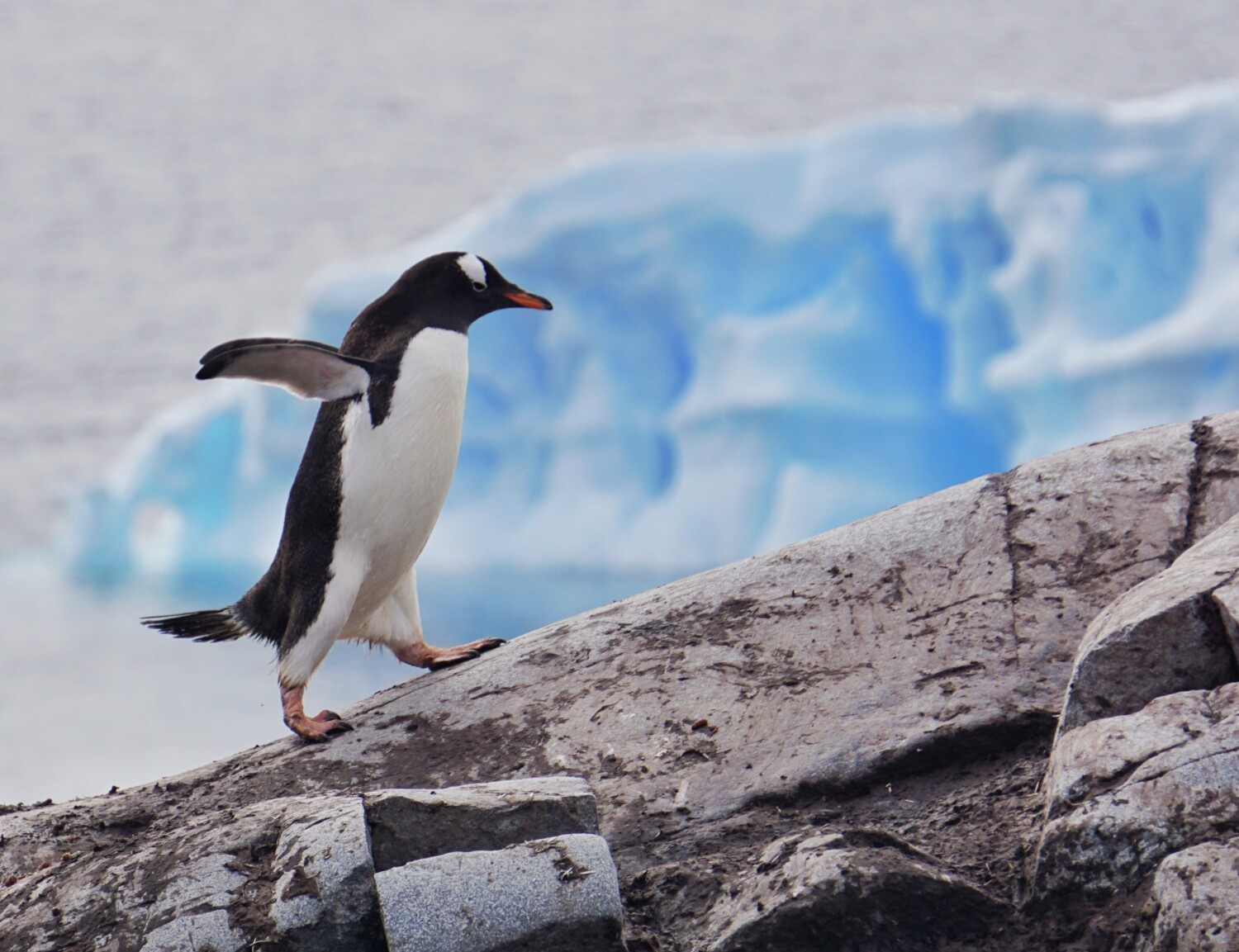 Gentoo penguin on the Antarctic Peninsula