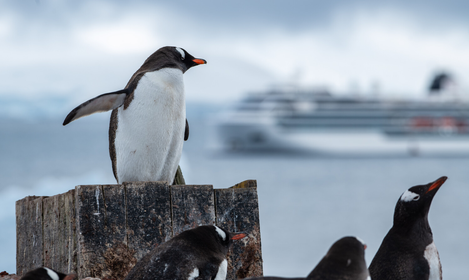 Gentoo penguins in Antarctica 
