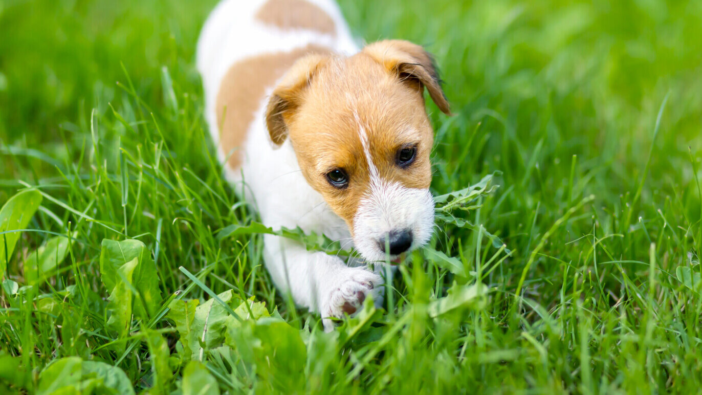 Cute puppy eating grass