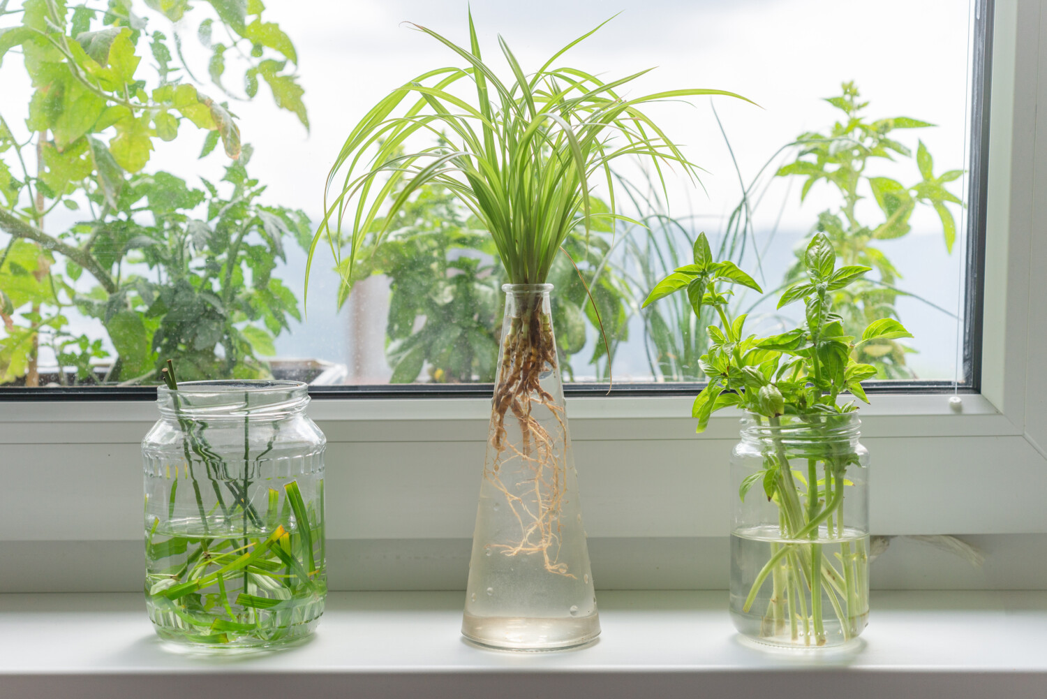 indoor propagated plants