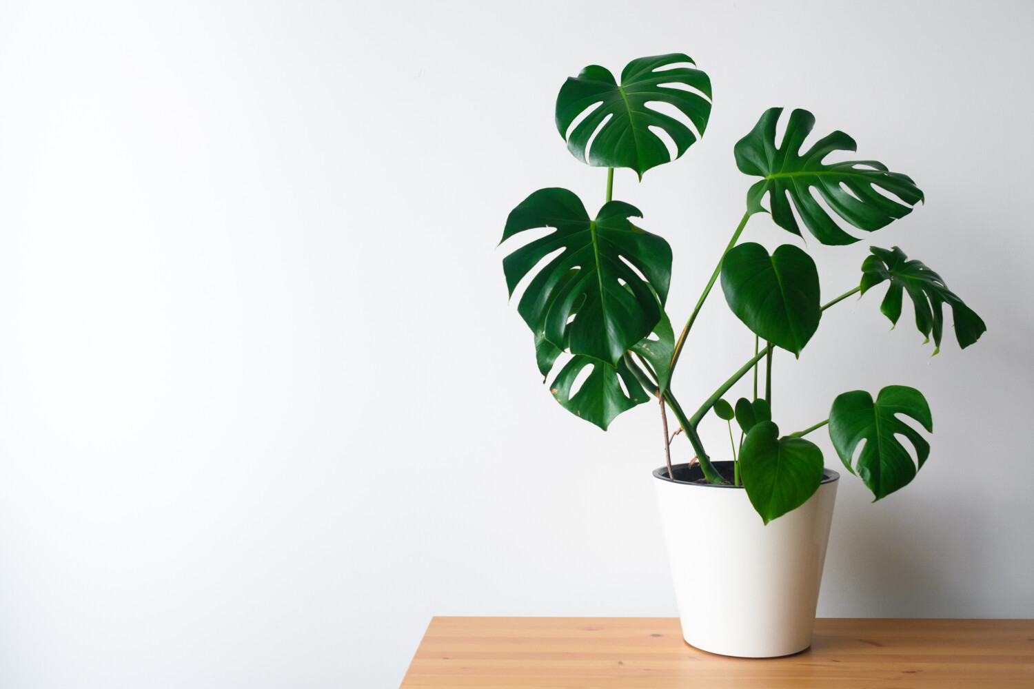 Beautiful monstera flower in a white pot 