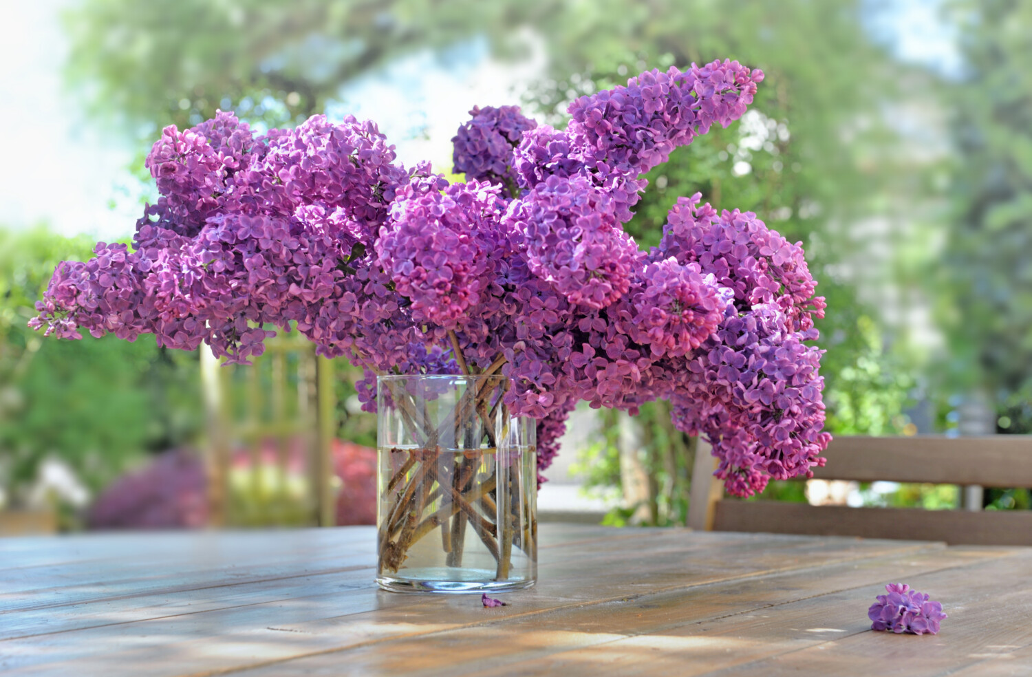 beautiful bouquet of purple lilac on a wooden table in garden