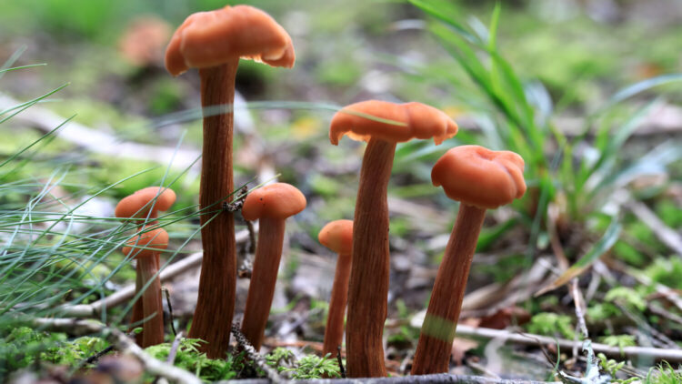 Laccaria bicolor mushrooms