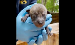 Handler holds tiny newborn red wolf pup