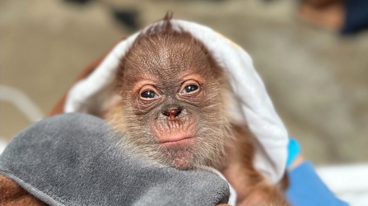 New Sumatran orangutan baby at Sacramento Zoo