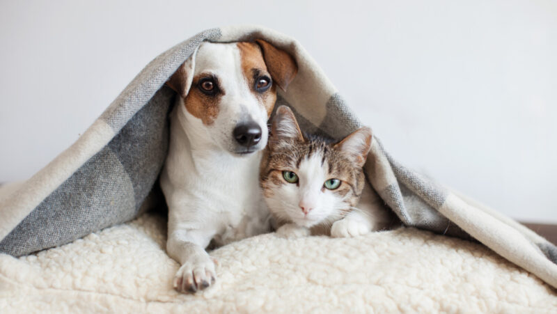 Dog and cat together under blanket