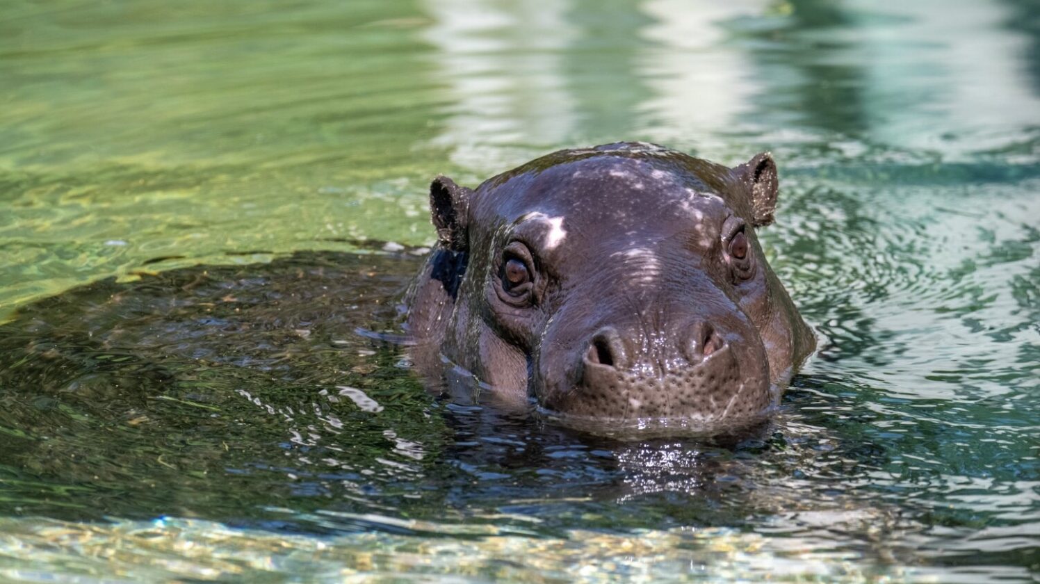 Pygmy hippo in water