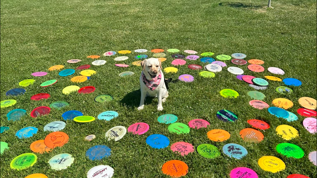 Daisy the dog surrounded by colorful discs at park
