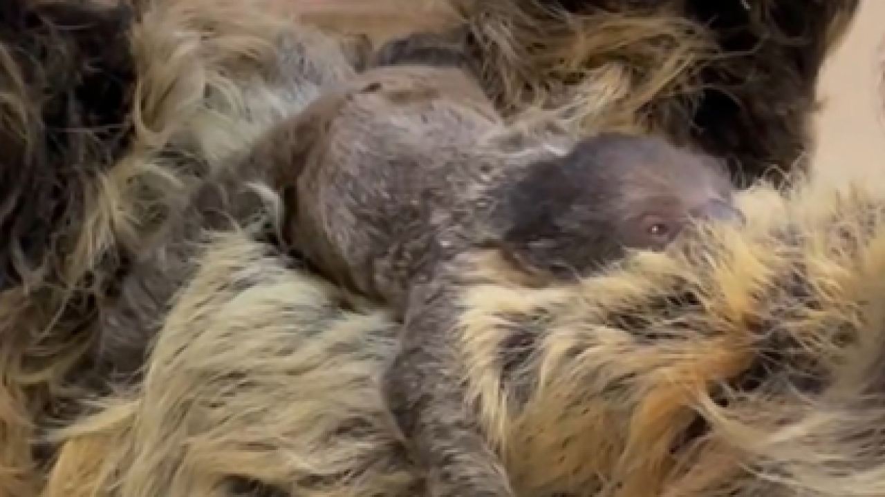 Cincinnati Zoo welcomes new baby sloth