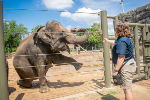 Elephant Tess does yoga with Kristin Windle