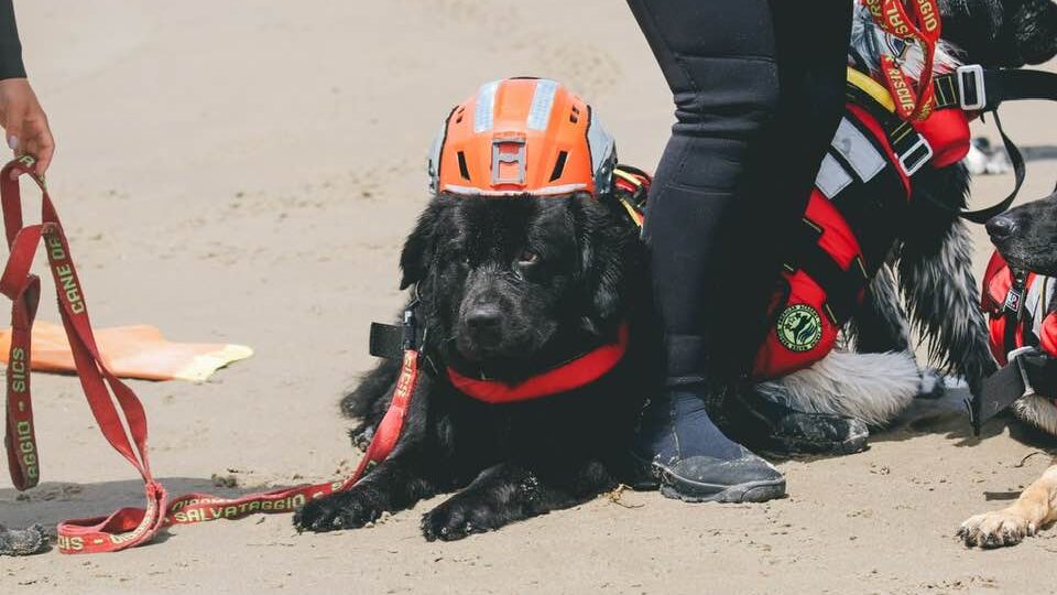 Dogs training to be lifeguards lay on beach