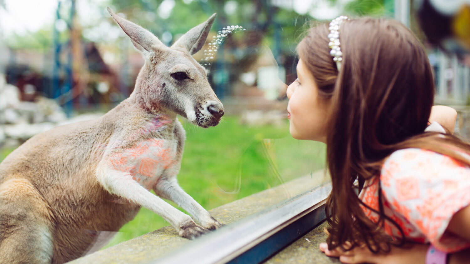 Girl greets kangaroo at zoo