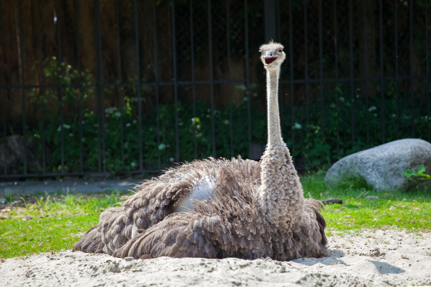 Ostrich rests on ground
