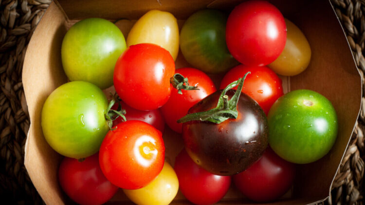 Fresh, colorful red, green, yellow and purple tomatoes