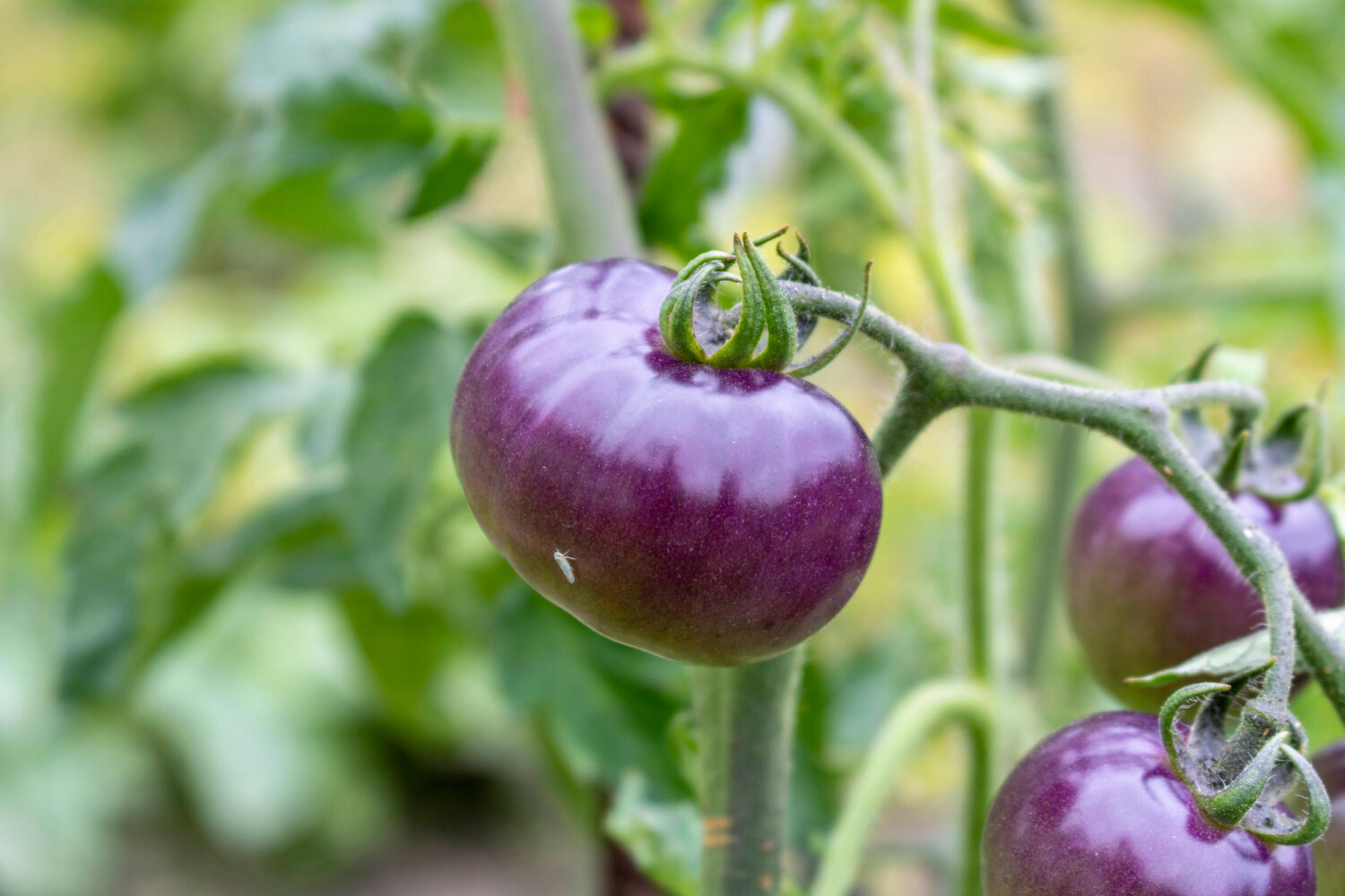 Purple tomatoes on vine