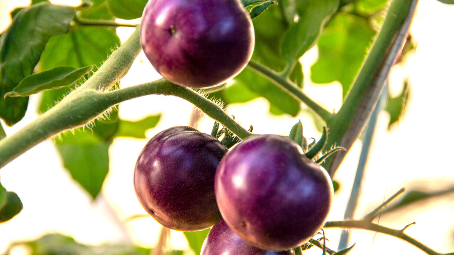 Purple tomatoes on the vine