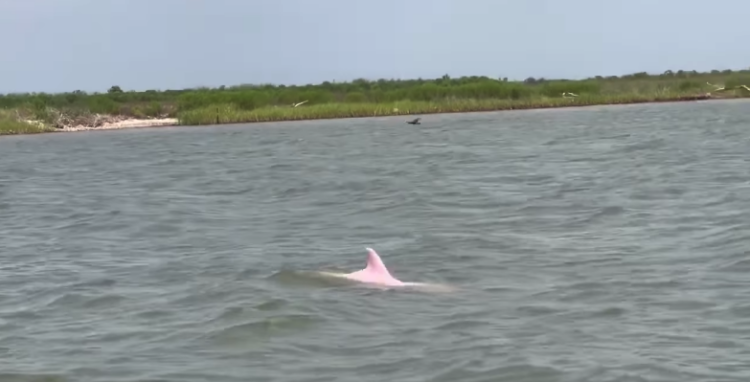 Pink dolphin's fin shows in river