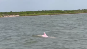 Pink dolphin's fin shows in river