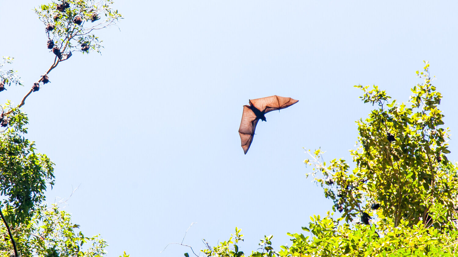 How to attract bats to your backyard