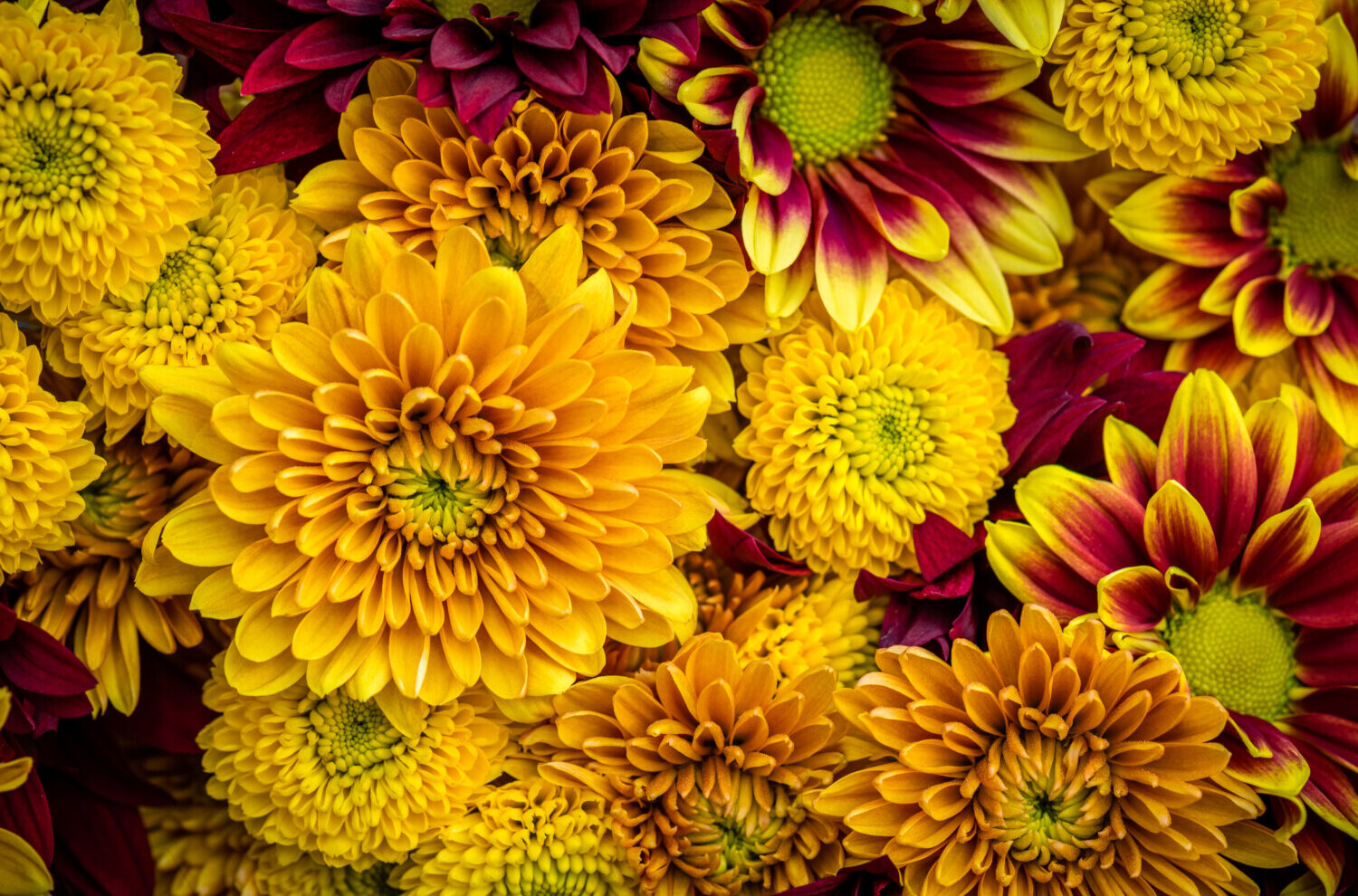 Mums in gold, red and orange colors