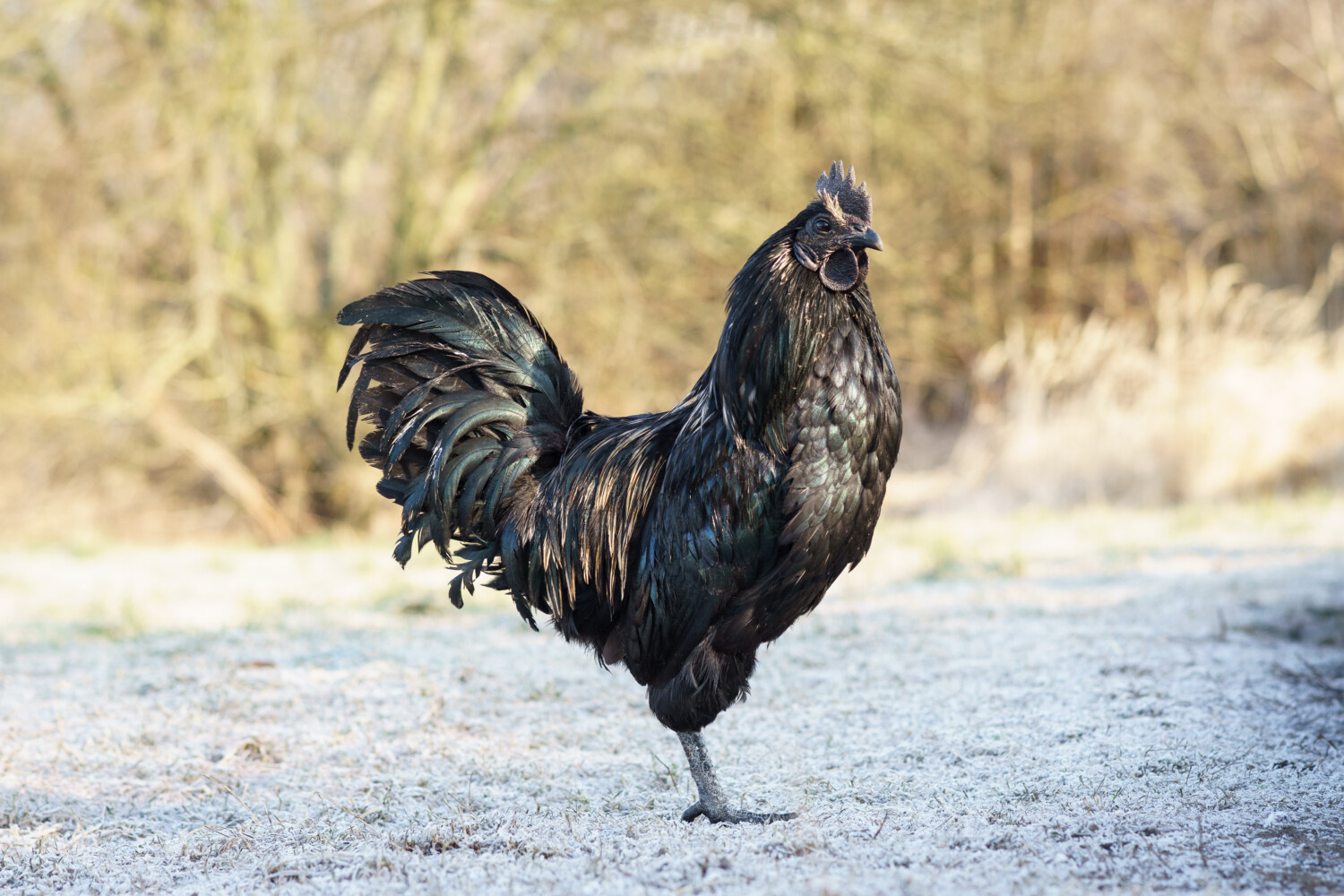 Ayam Cemani: The Mystical All Black Chicken