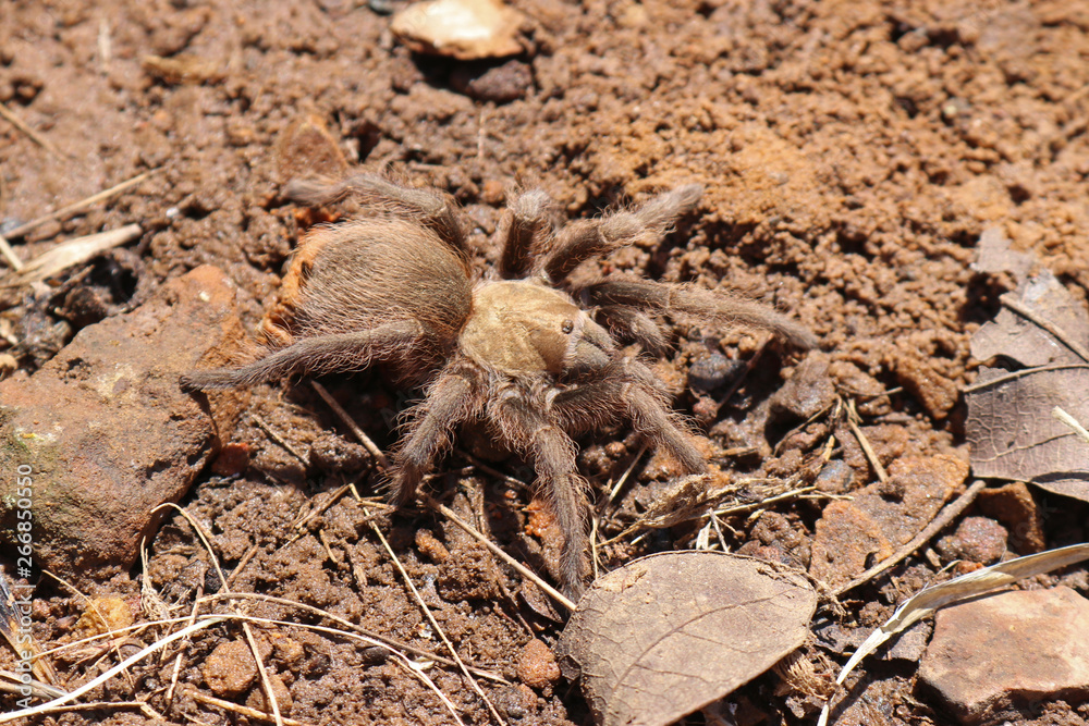 Brown tarantula on dusty ground of similar color