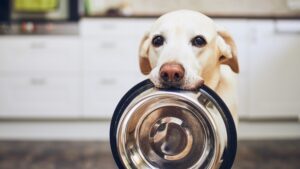 yellow labrador retriever is holding dog bowl in his mouth