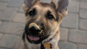 Puppy has peanut butter on nose