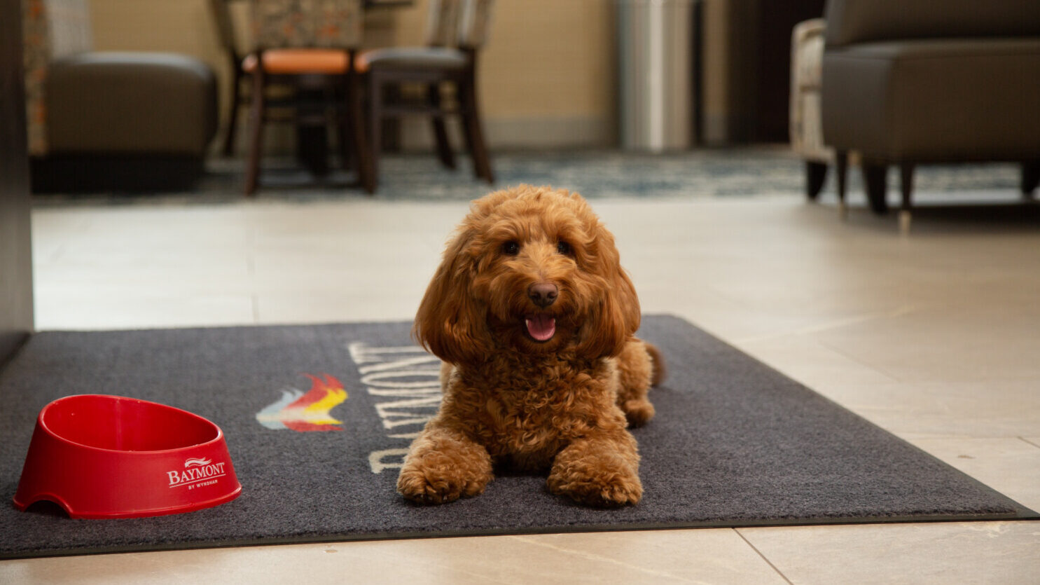 Goldendoodle at Baymont Hotel