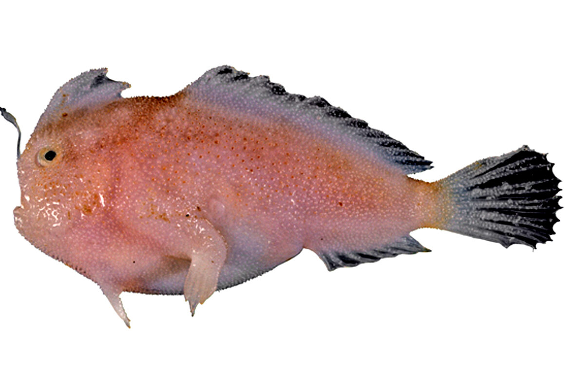 Narrowbody handfish