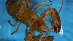 Orange lobster named Scarlett rescued at Red Lobster