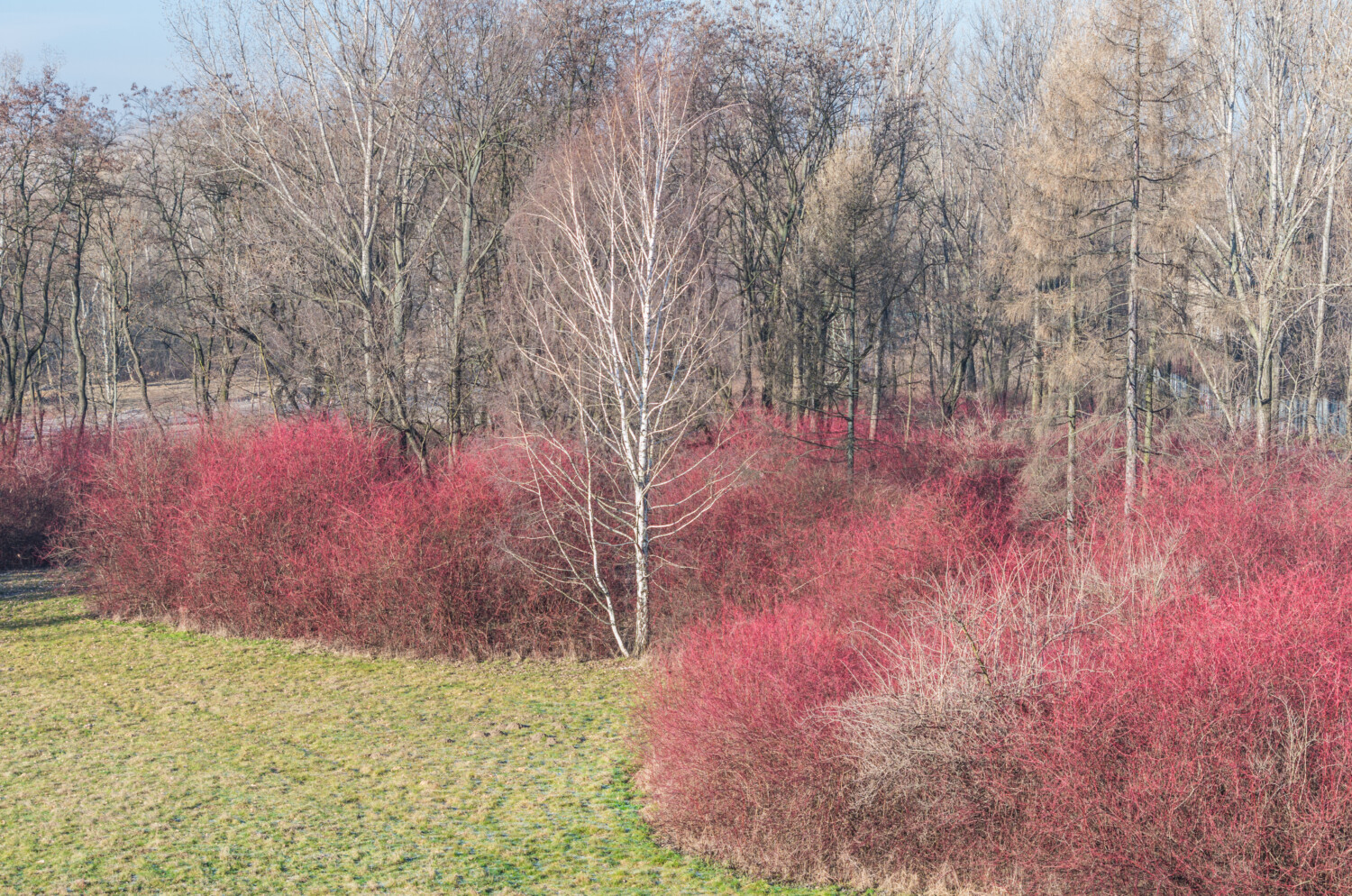 Dogwood with red twigs in winter