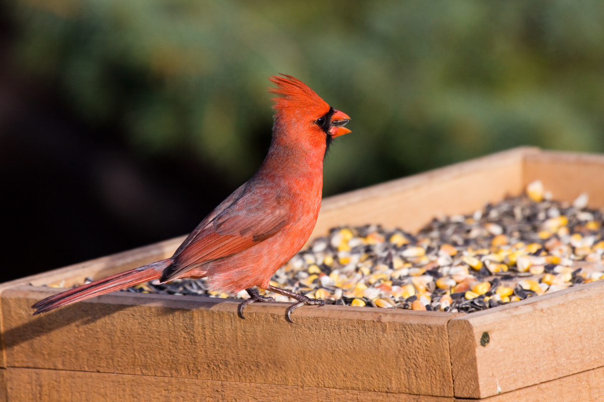 cardinal standing on bird feeder eating seeds