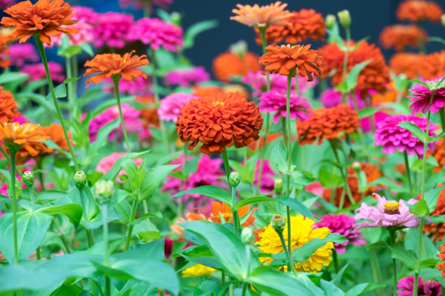 Zinnia flowers in bloom in reds, yellows and pinks