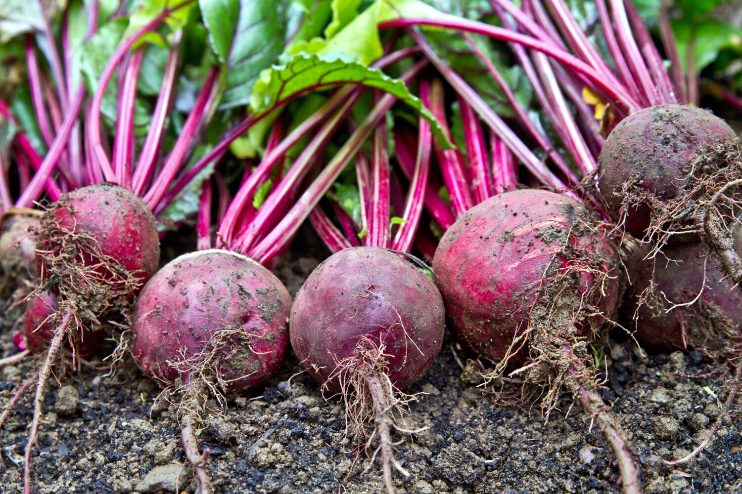 Fresh red beets harvested from garden