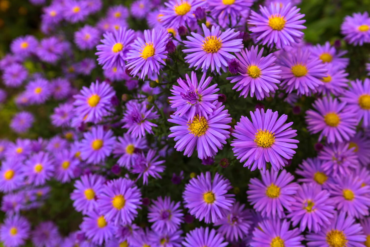 Purple aster flowers in bloom