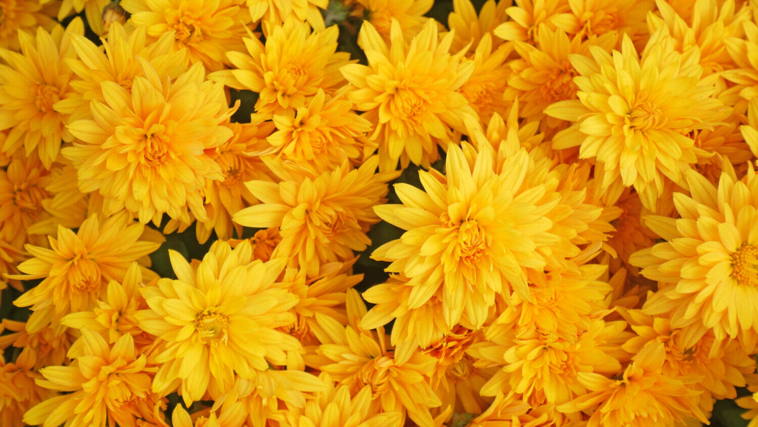 Yellow asters in bloom