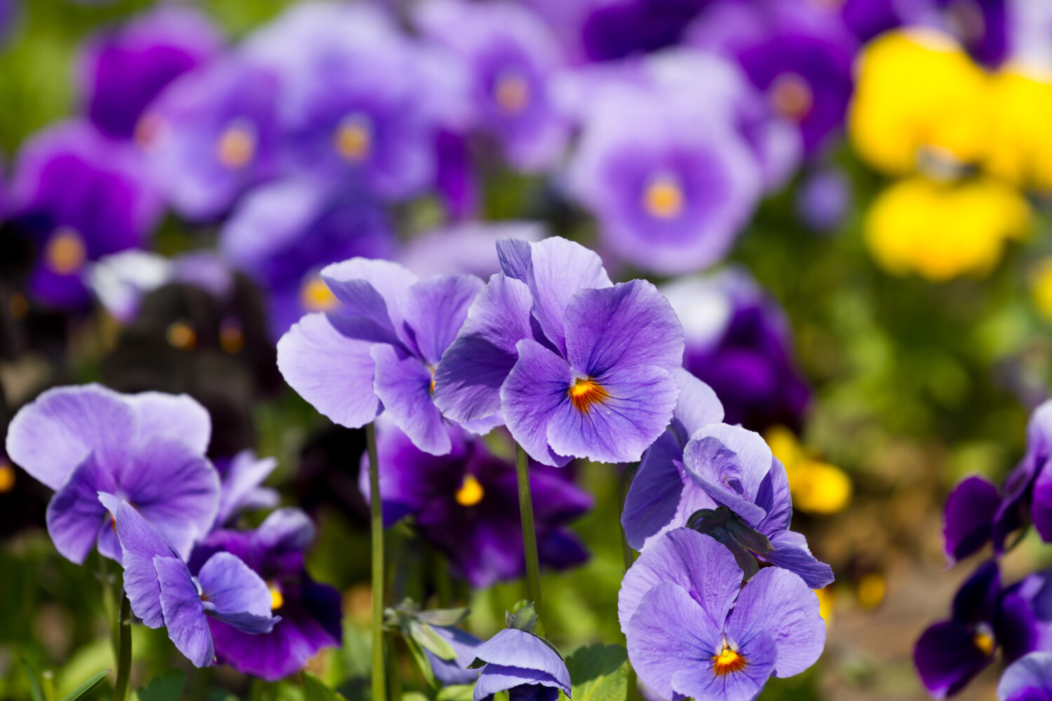 Violas flowers in bloom