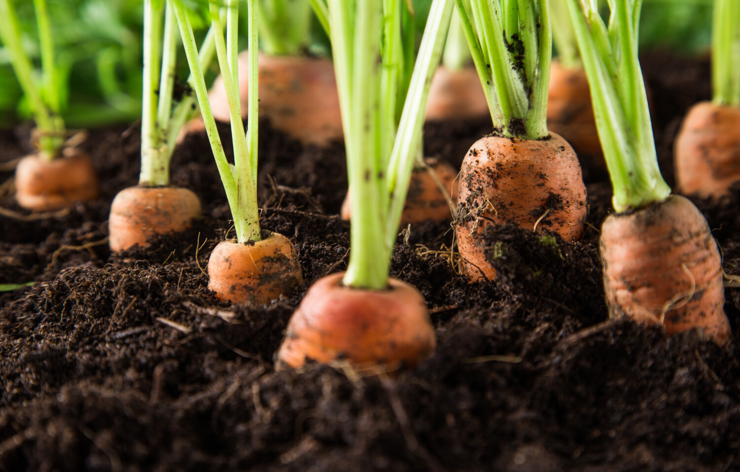 Carrots grow in dirt in garden