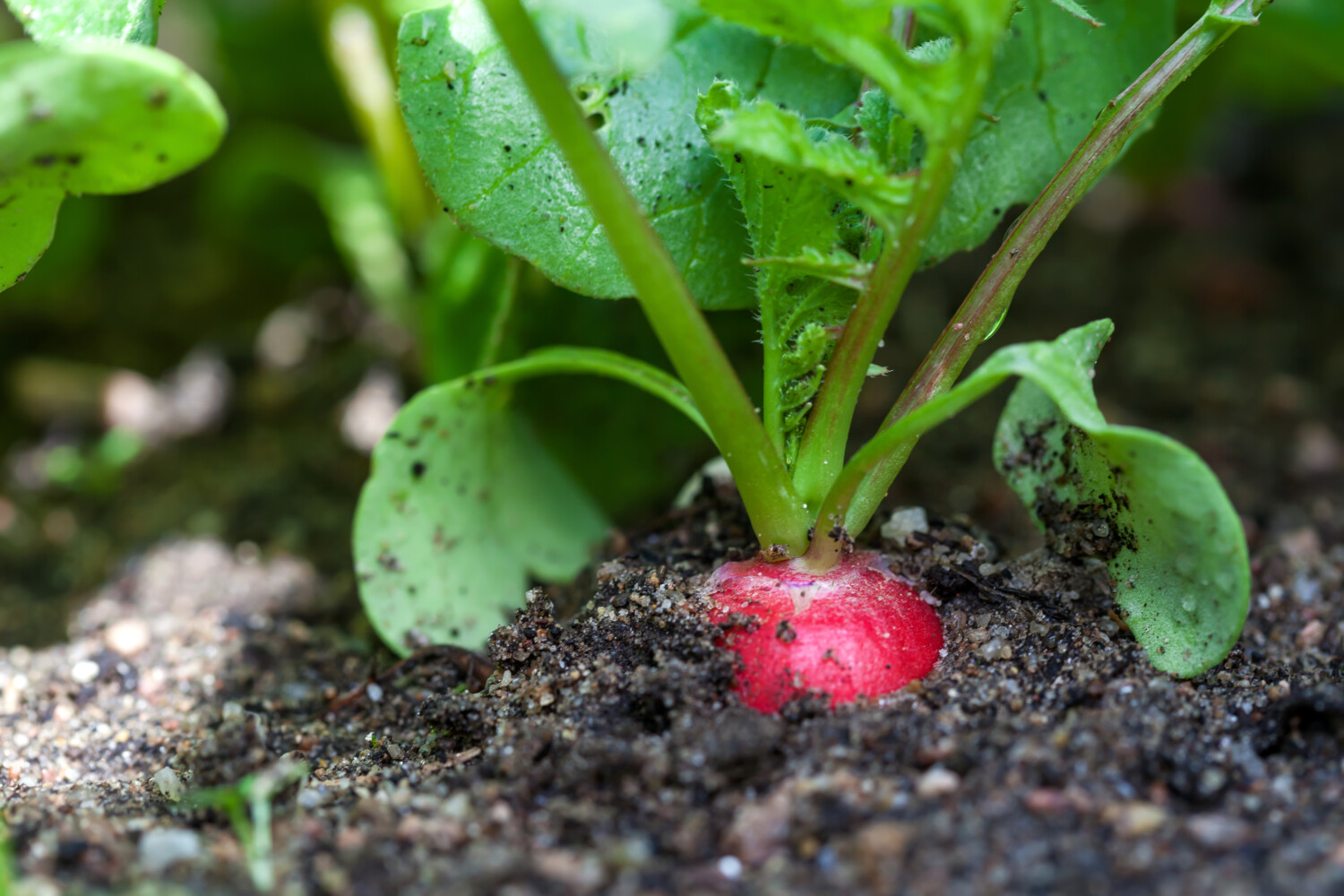 Red radishes grow in garden